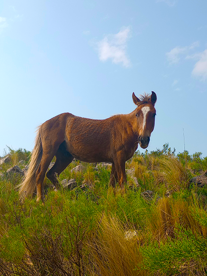 caballo